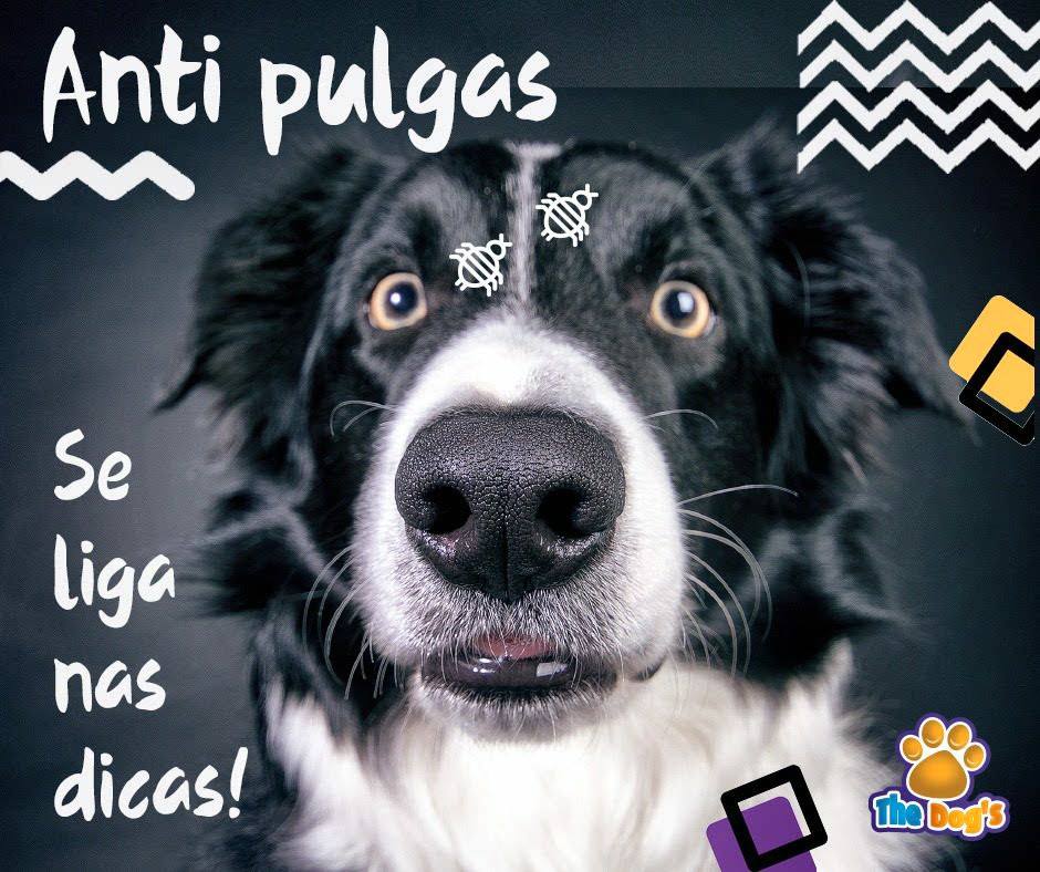 Pulgas??? NÃO!